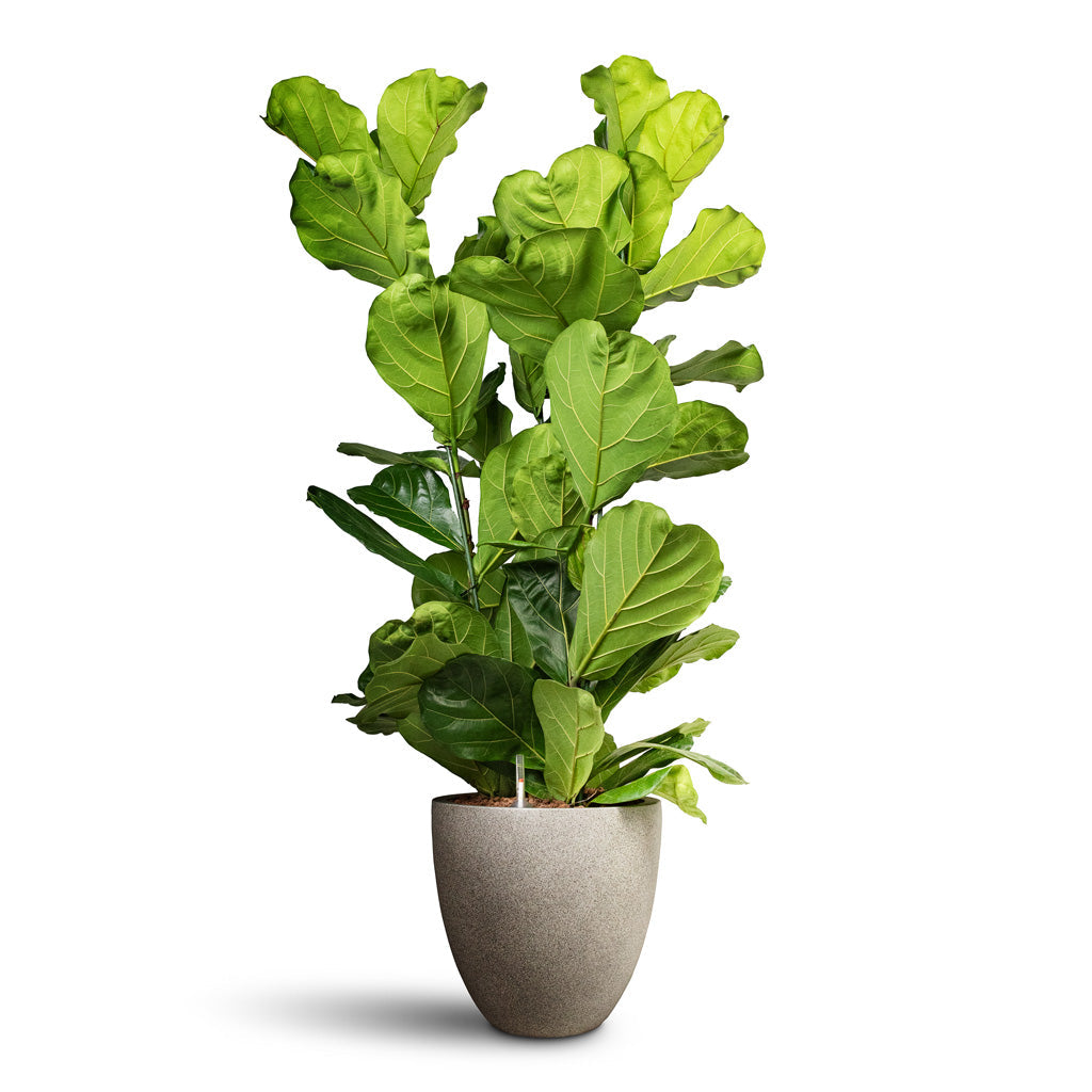 Grigio Egg Pot - Large Plant Display