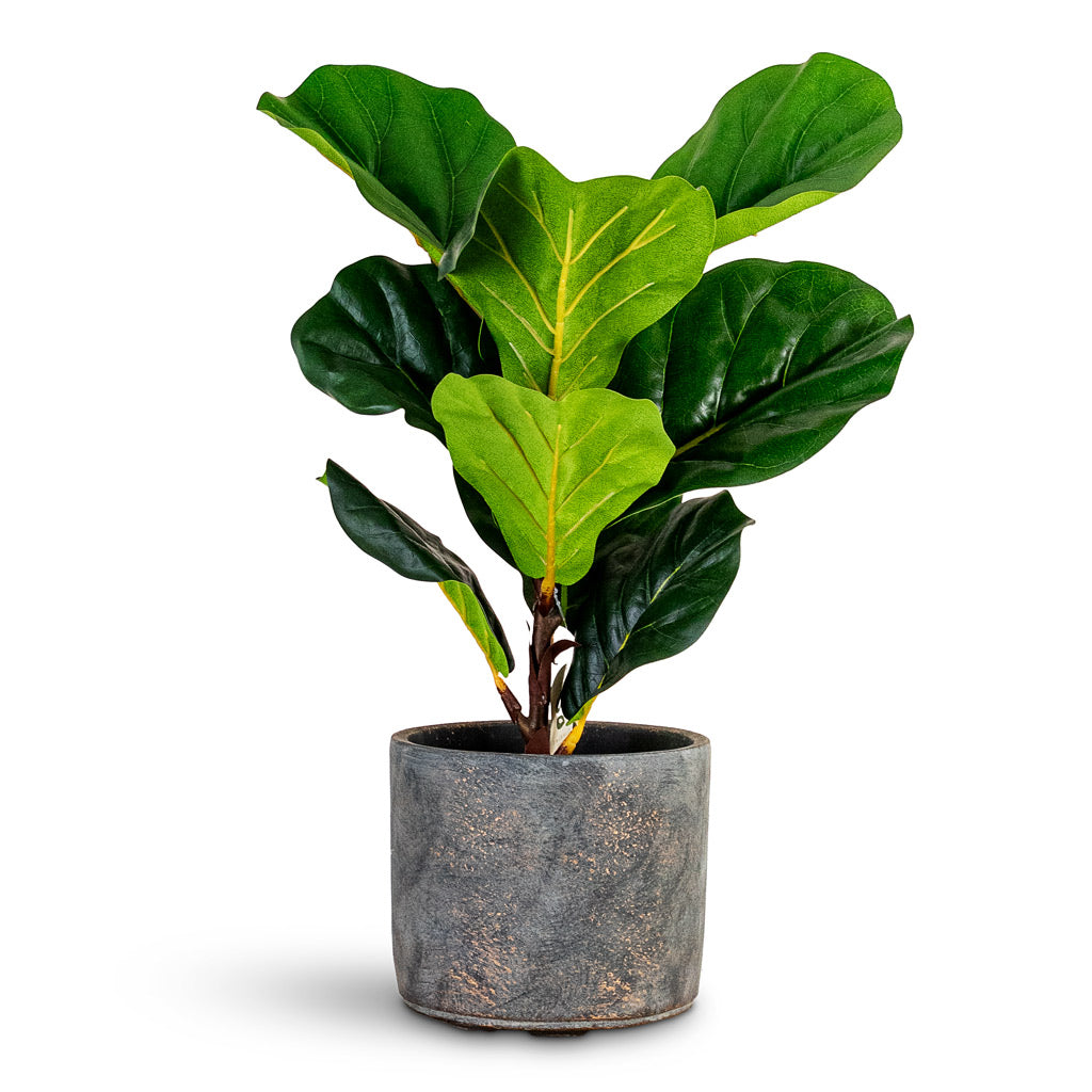 Ficus lyrata - Mini Fiddle Leaf Fig - Potted - Artificial