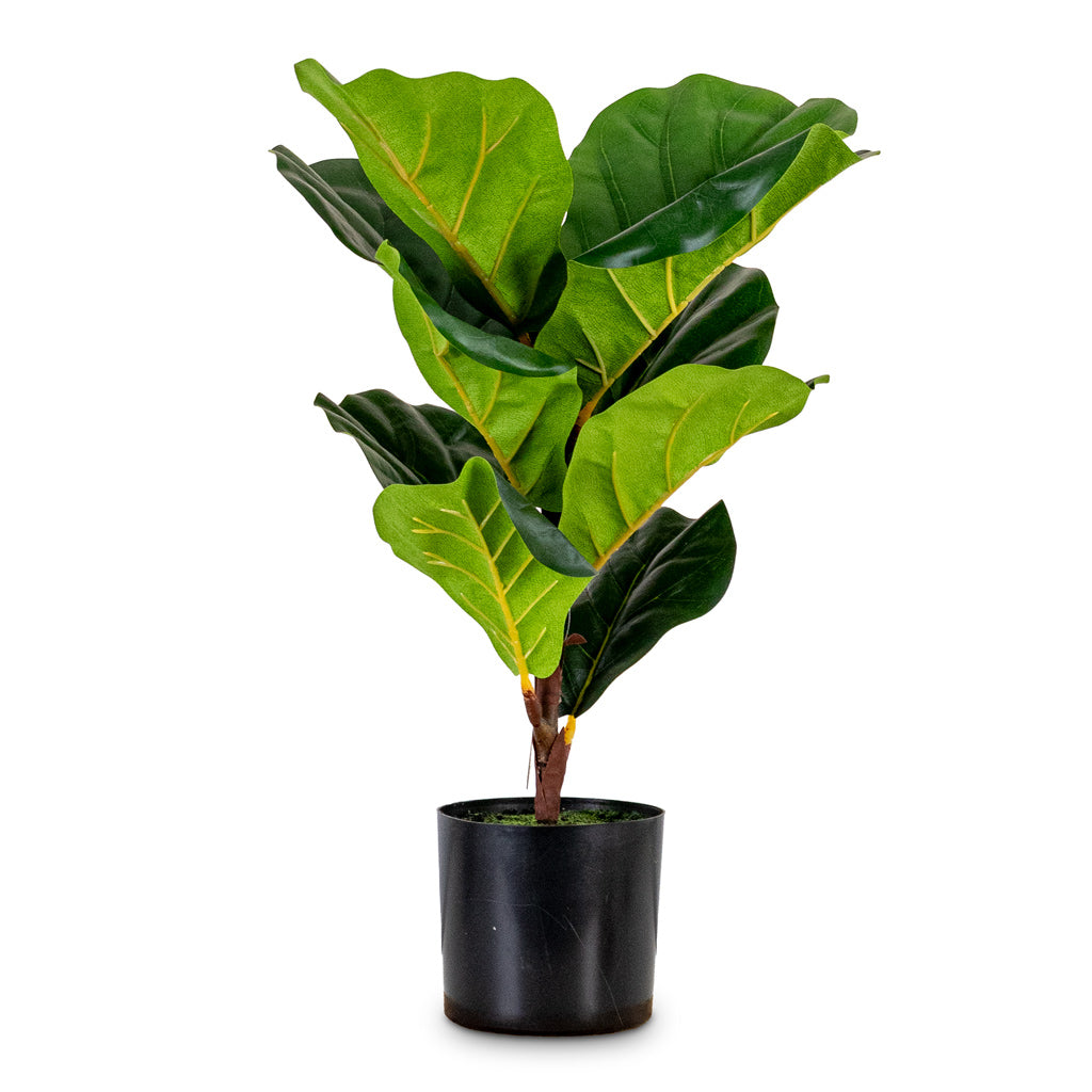Ficus lyrata - Mini Fiddle Leaf Fig - Potted - Artificial