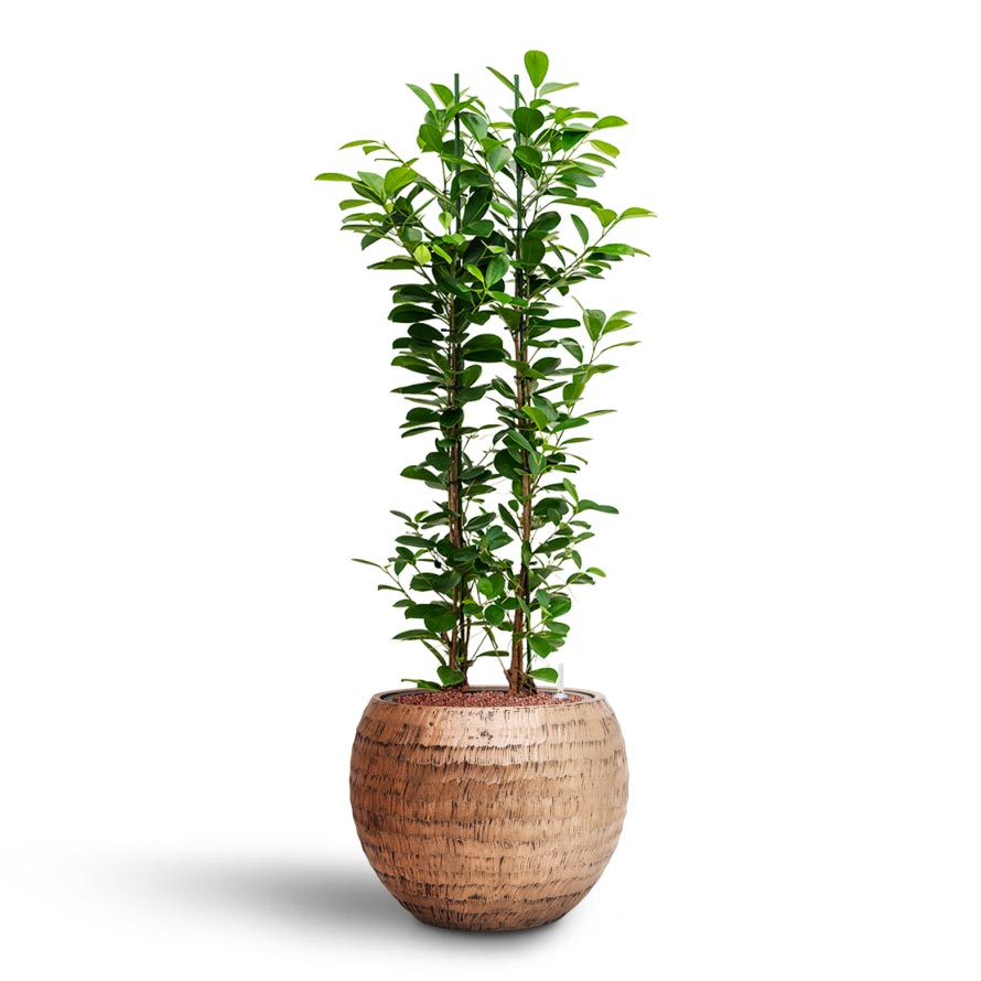 Opus Hammered Globe Planter - XL Plant Display