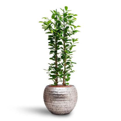 Opus Hammered Globe Planter - XL Plant Display