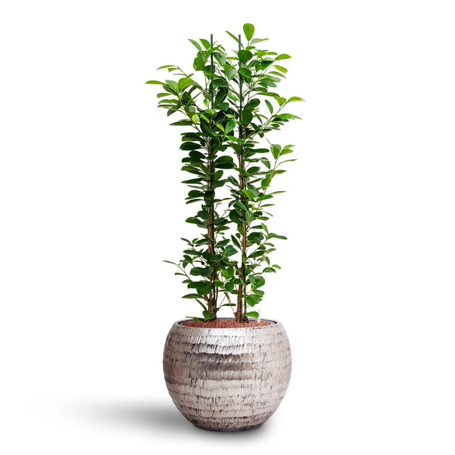 Opus Hammered Globe Planter - XL Plant Display
