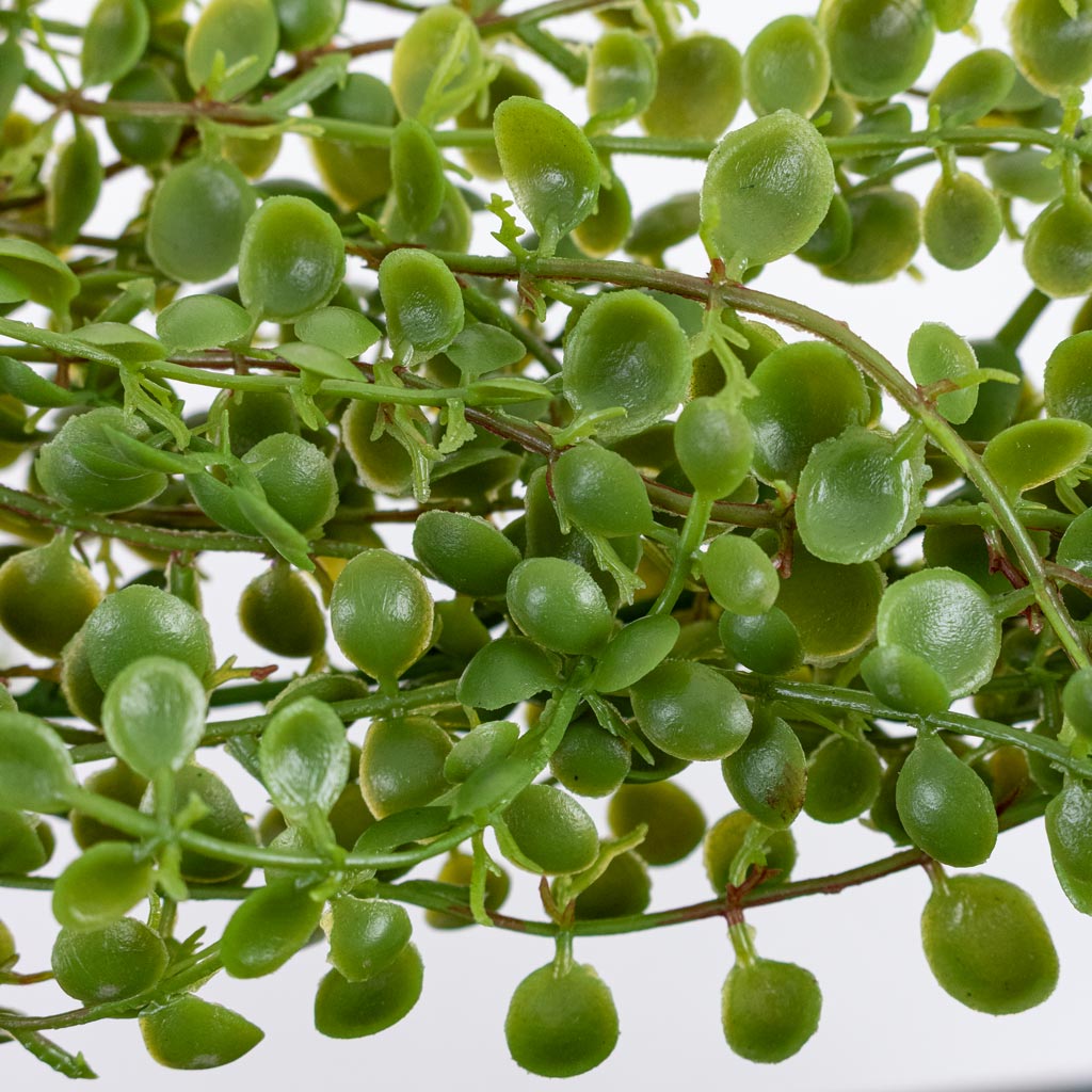Ficus pumila Hanging Bush - Light Green -  Artificial