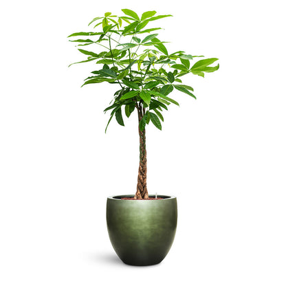 Gradient Balloon Planter - Large Plant Display