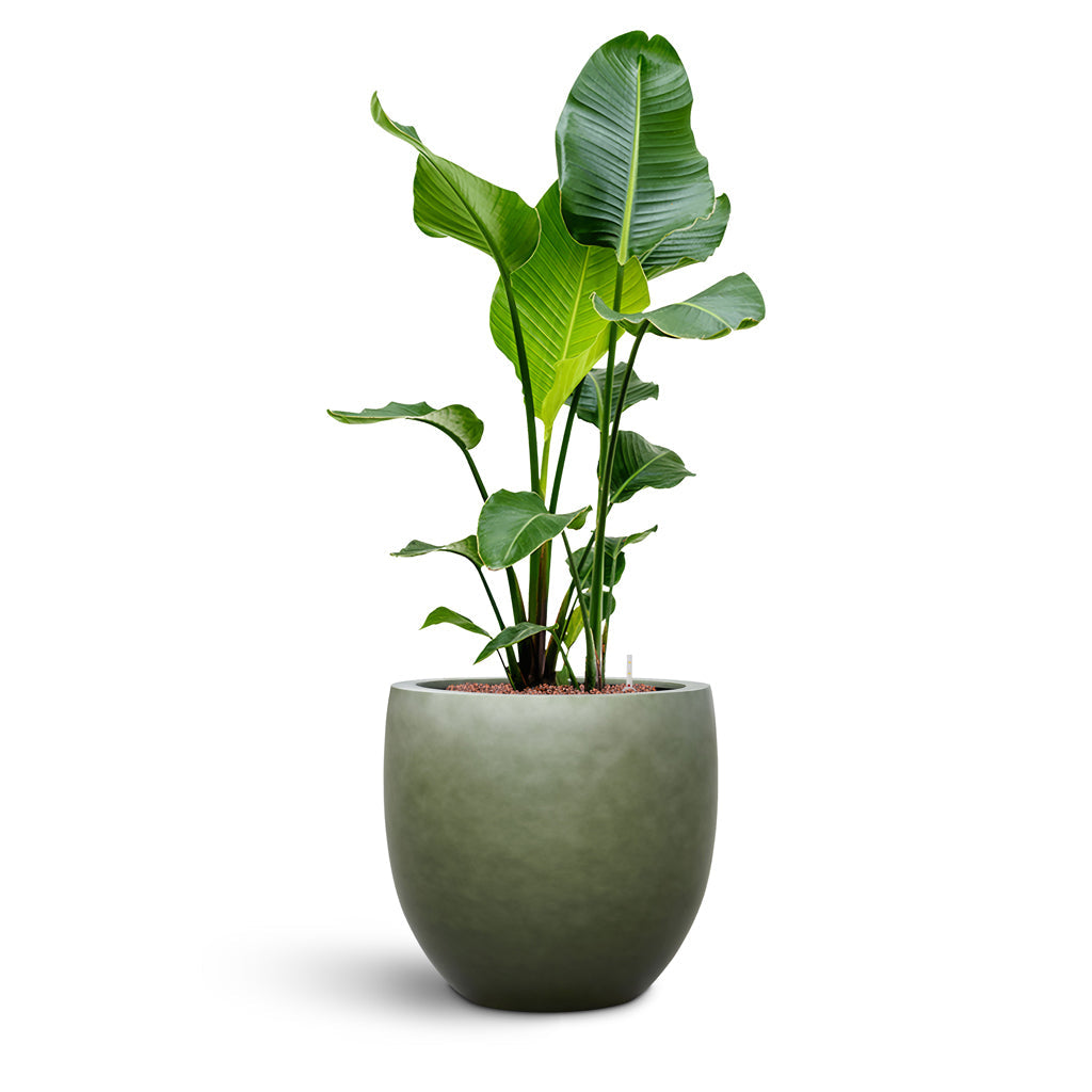 Gradient Balloon Planter - Large Plant Display