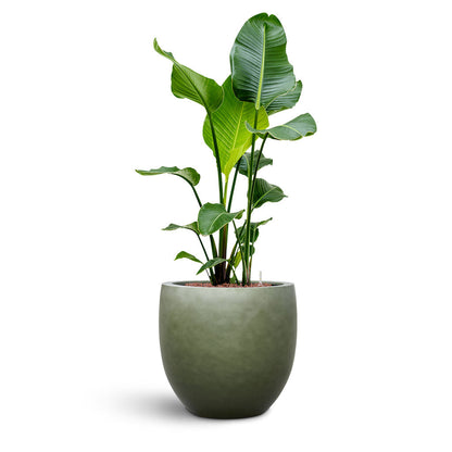 Gradient Balloon Planter - Large Plant Display