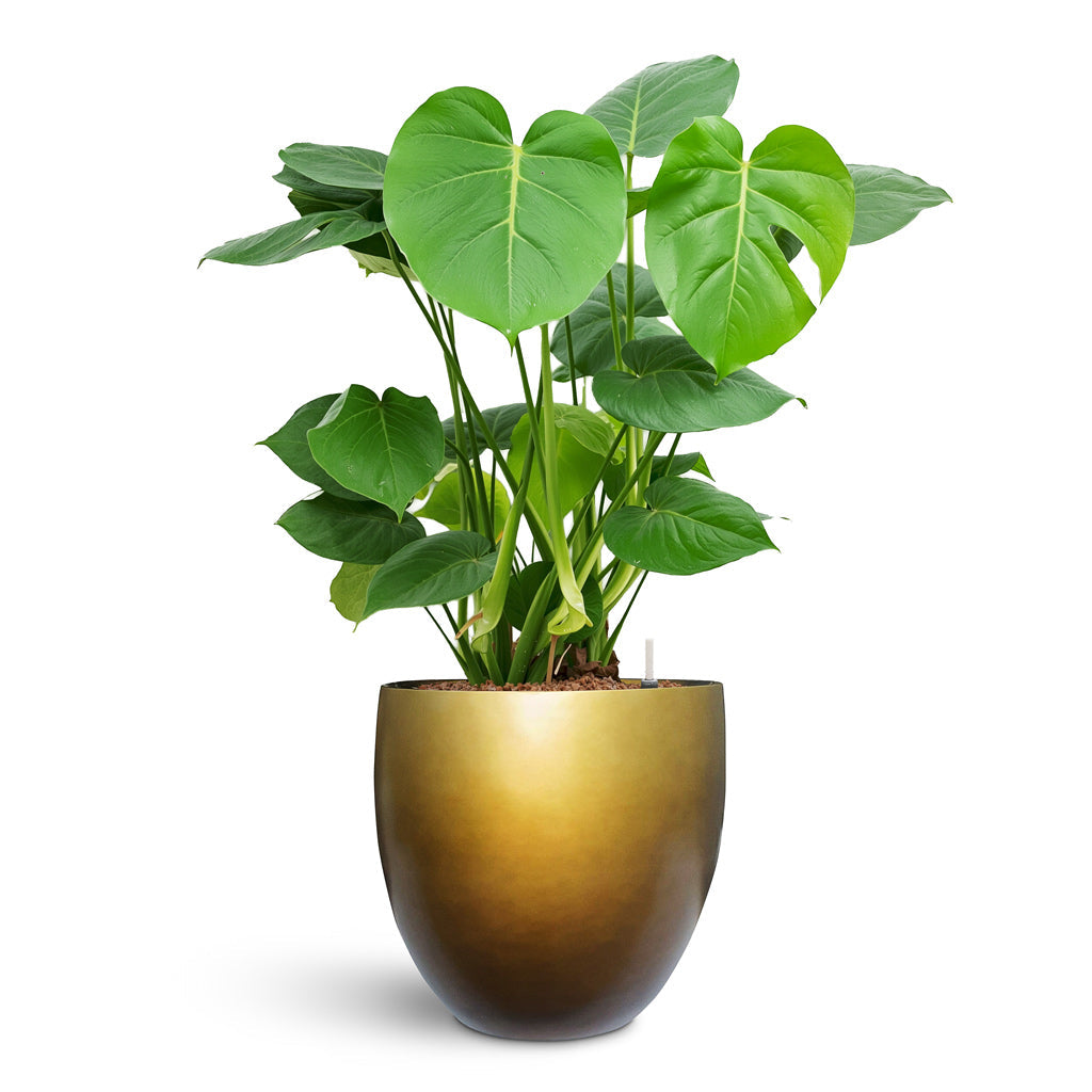Gradient Balloon Planter - XL Plant Display