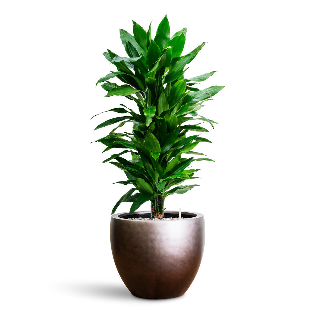 Gradient Couple Planter - XXL Plant Display