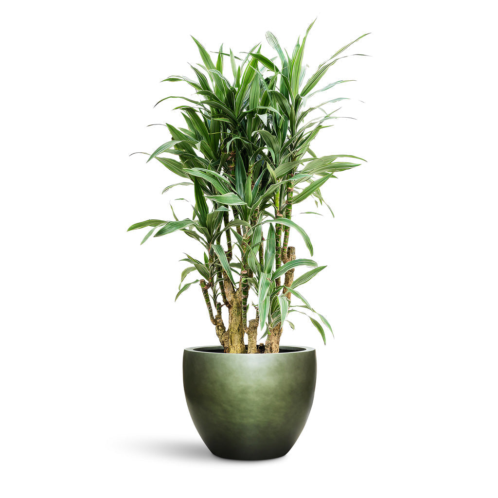 Gradient Couple Planter - XXL Plant Display