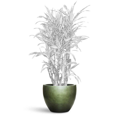 Gradient Couple Planter - XXL Plant Display