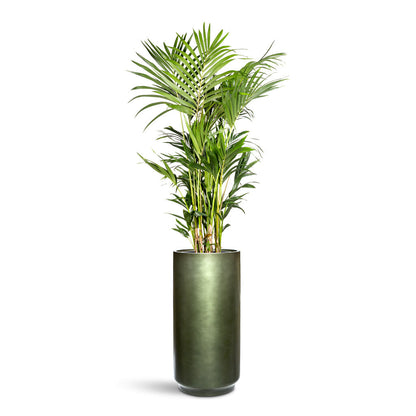 Gradient Cylinder Planter - Medium Plant Display