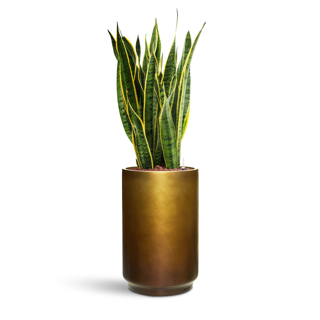 Gradient Cylinder Planter - Medium Plant Display