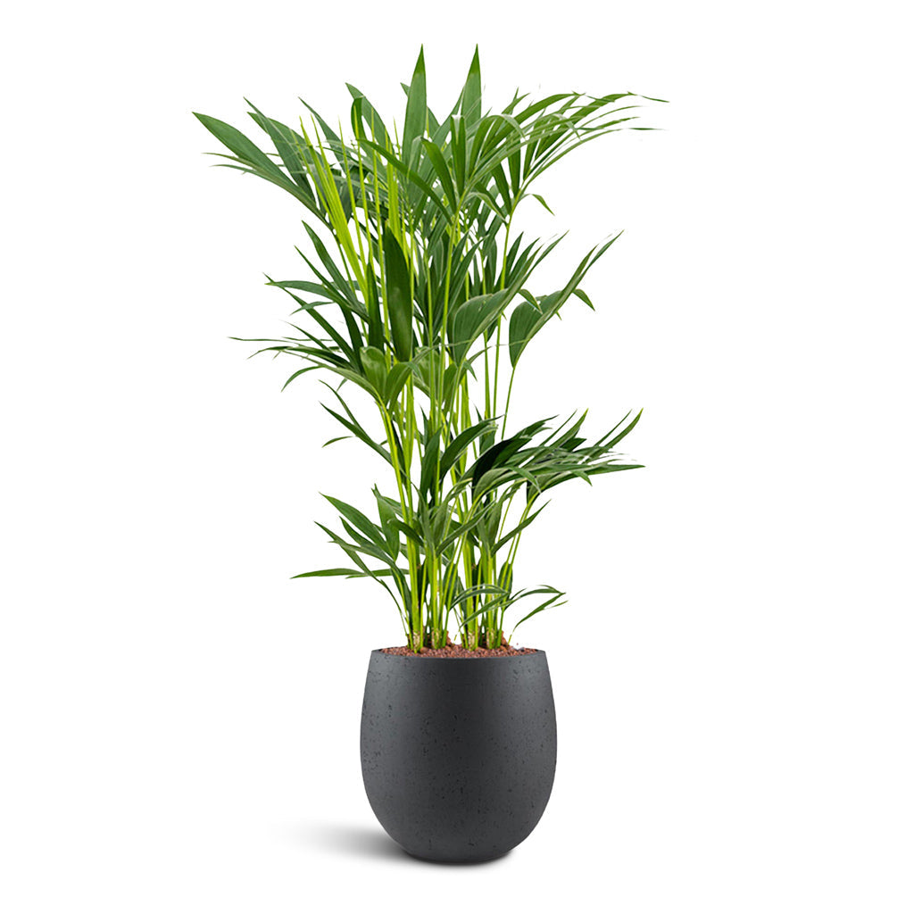 Grigio Balloon - Large Plant Display