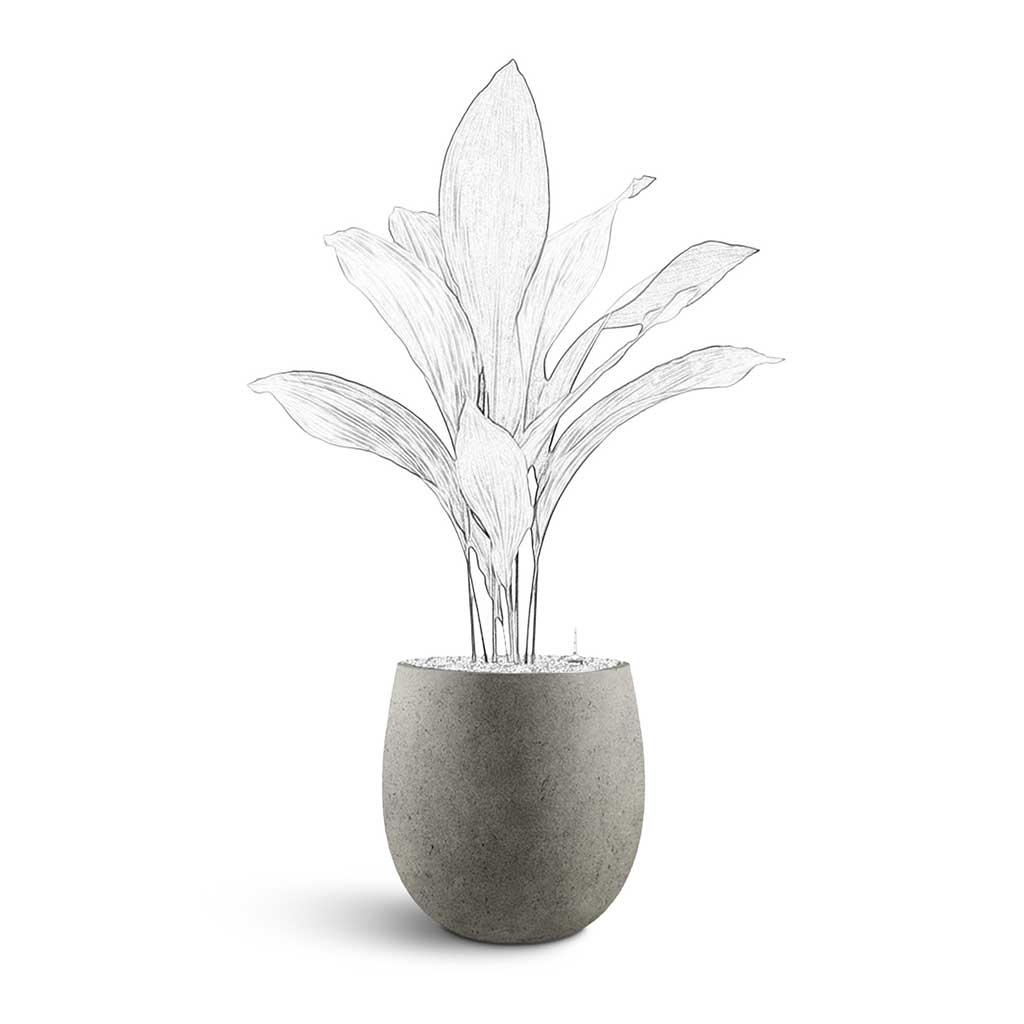 Grigio Balloon - Large Plant Display