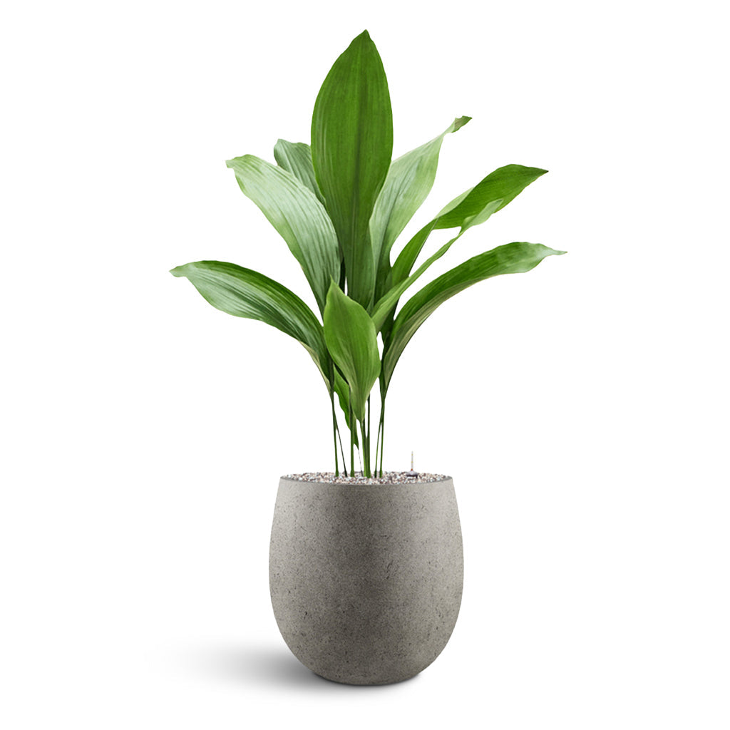 Grigio Balloon - XL Plant Display