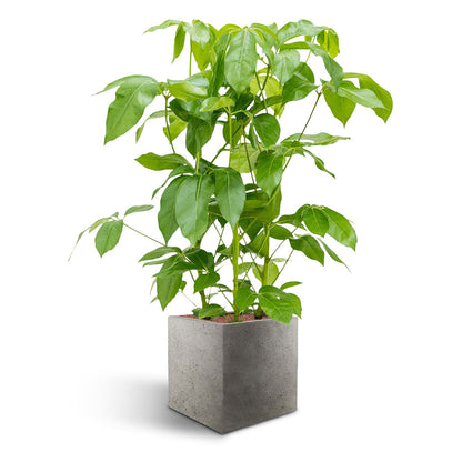 Grigio Cube Planter  - Large Plant Display