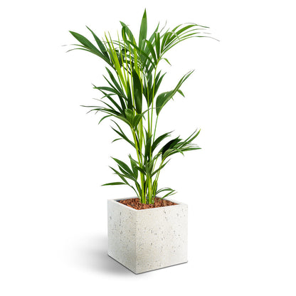 Grigio Cube Planter  - Large Plant Display