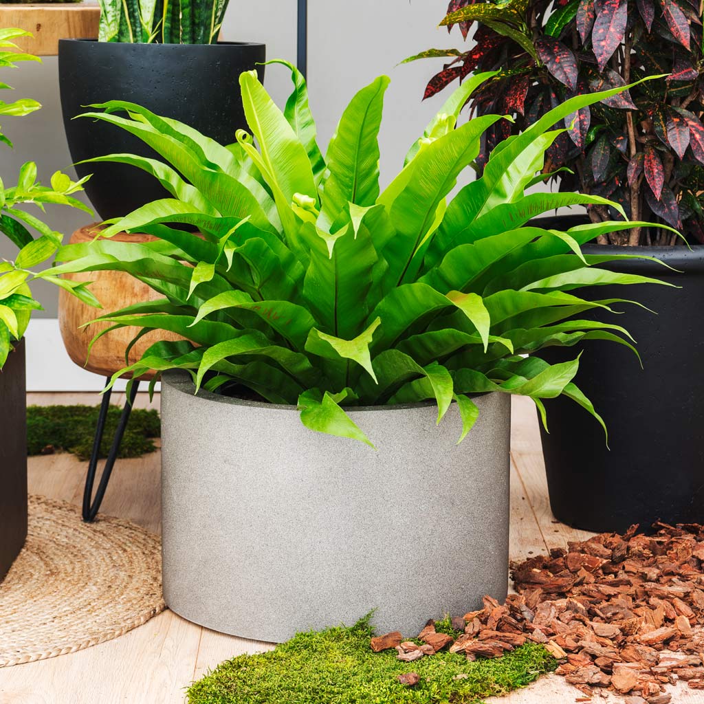 Grigio Cylinder Planter - Large Plant Display