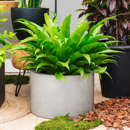 Grigio Cylinder Planter - Large Plant Display