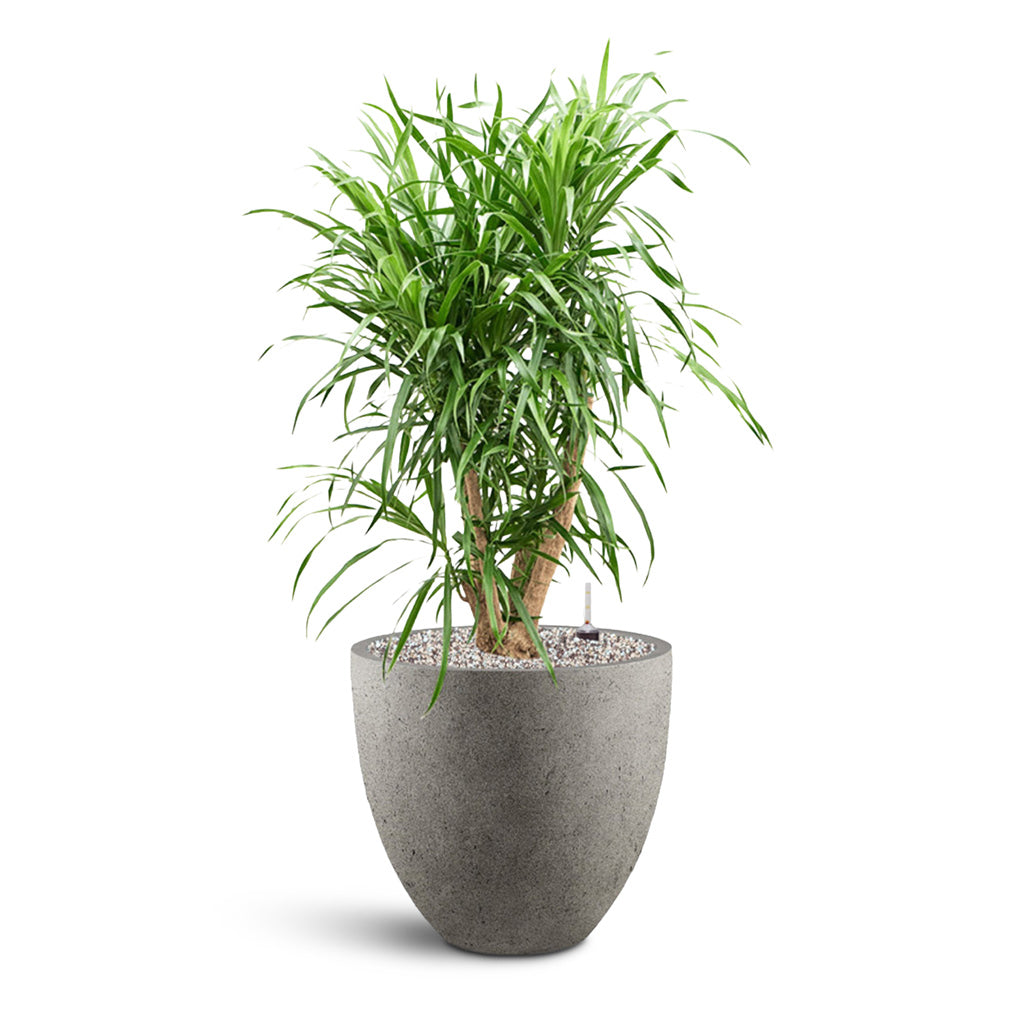 Grigio Egg Pot - Large Plant Display