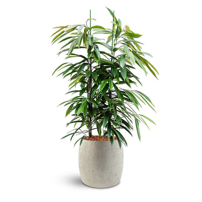 Grigio Modern Planter - XL Plant Display