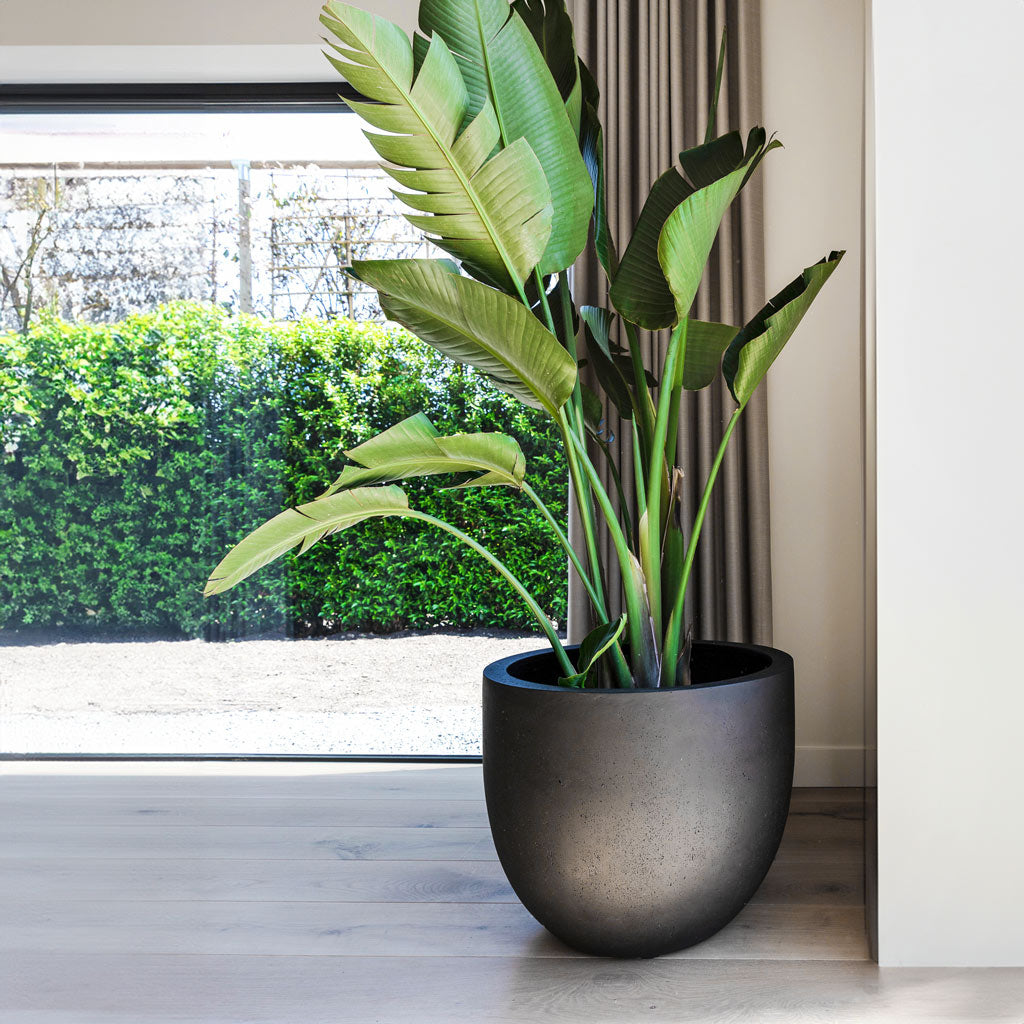 Grigio New Egg Pot - XL Plant Display