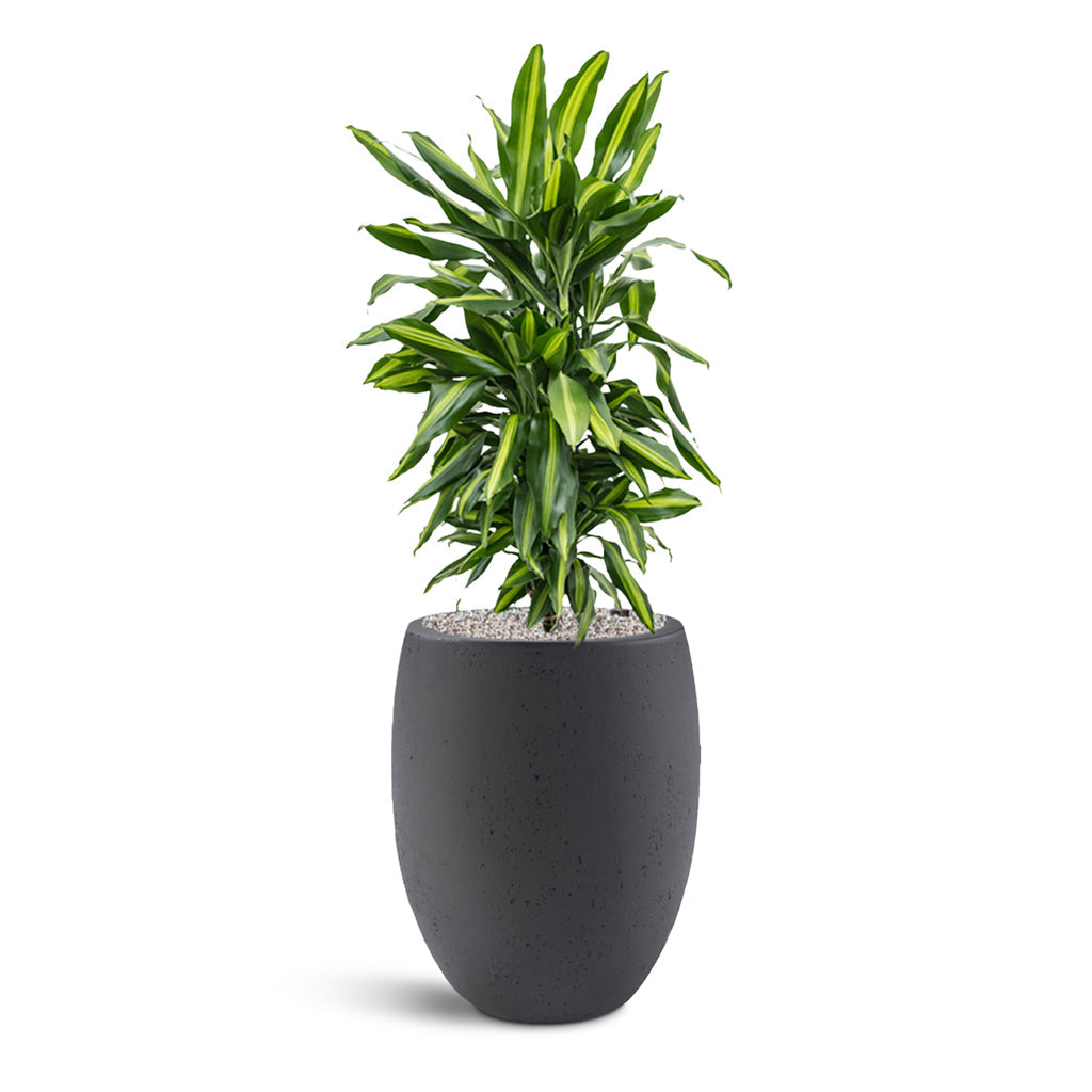 Grigio Tall Balloon - Large Plant Display