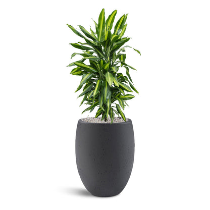 Grigio Tall Balloon - XL Plant Display