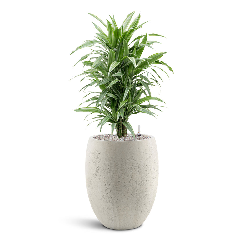 Grigio Tall Balloon - XL Plant Display