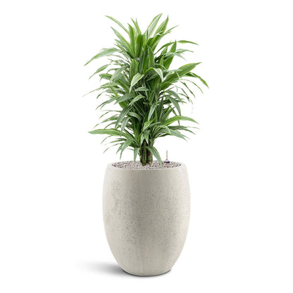 Grigio Tall Balloon - XL Plant Display