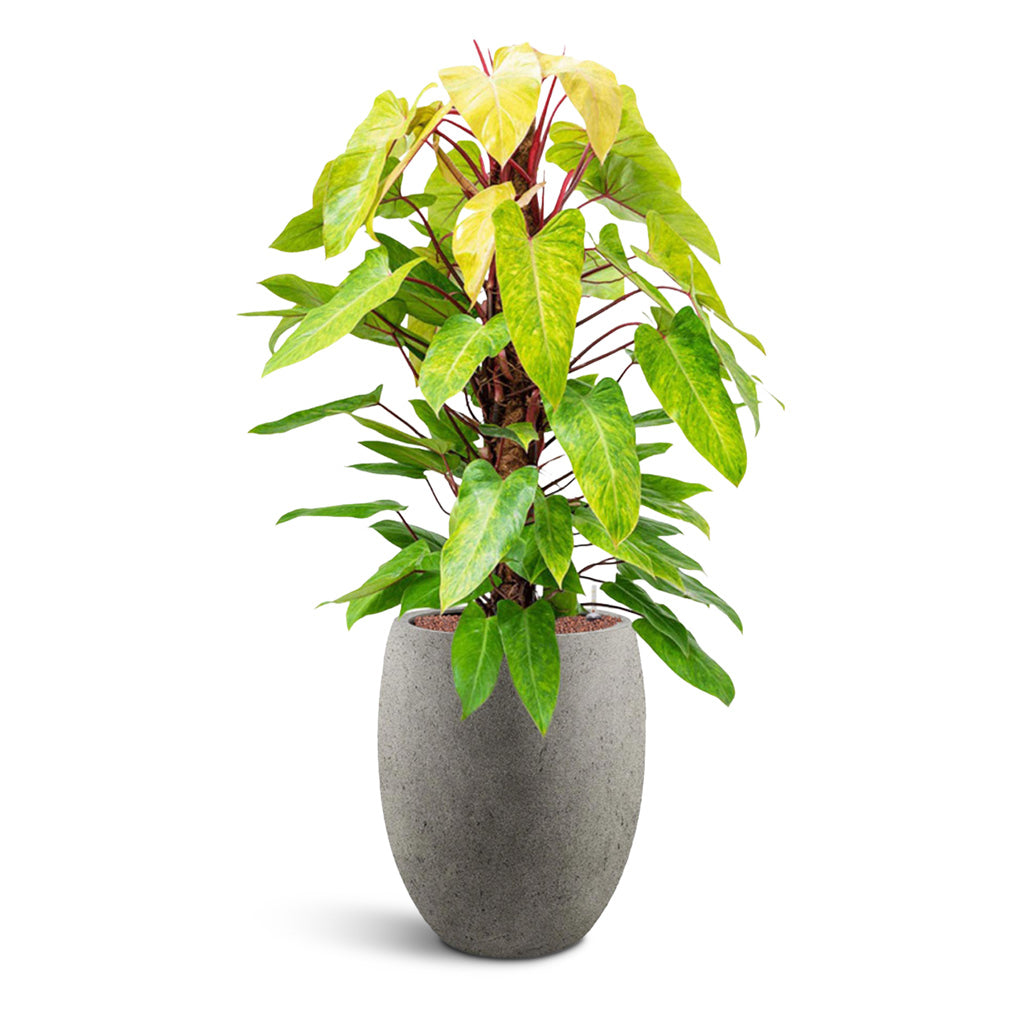 Grigio Tall Balloon - Large Plant Display