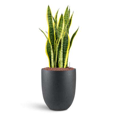Grigio Tall Egg Pot - XL Plant Display