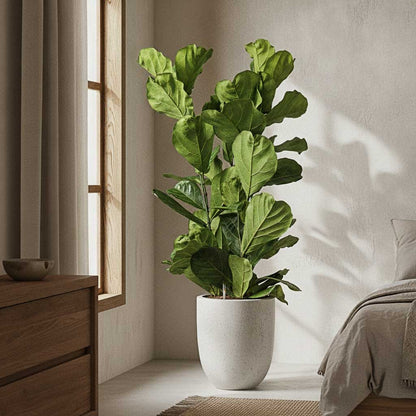 Grigio Tall Egg Pot - XL Plant Display