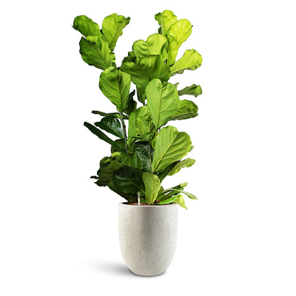 Grigio Tall Egg Pot - Large Plant Display