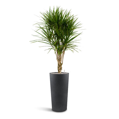 Grigio Tall Partner Planter - XL Plant Display