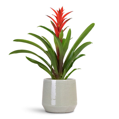 Common Plant Pot - Shiny Olive