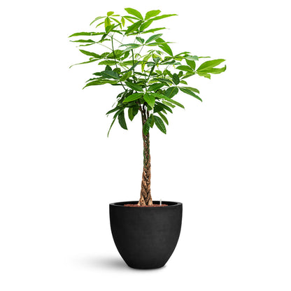 Jesslyn Natural Planter - XL Plant Display
