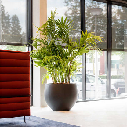 Orb Natural Planter - XL Plant Display