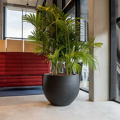 Orb Natural Planter - XL Plant Display
