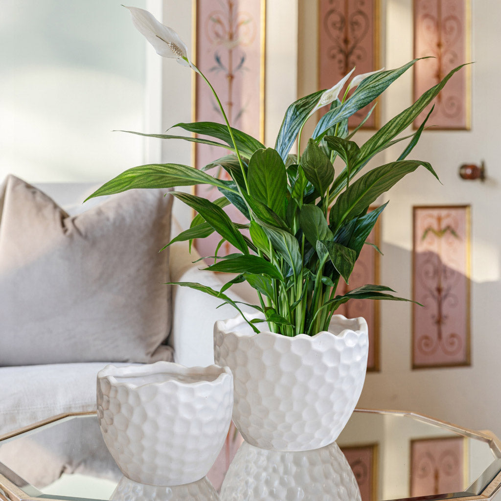 Kew Botanical Textured Plant Pot - White