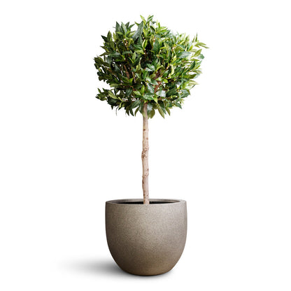 Grigio New Egg Pot - XL Plant Display