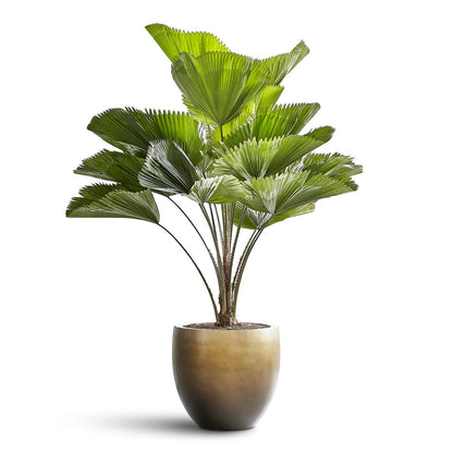 Gradient Balloon Planter - XL Plant Display