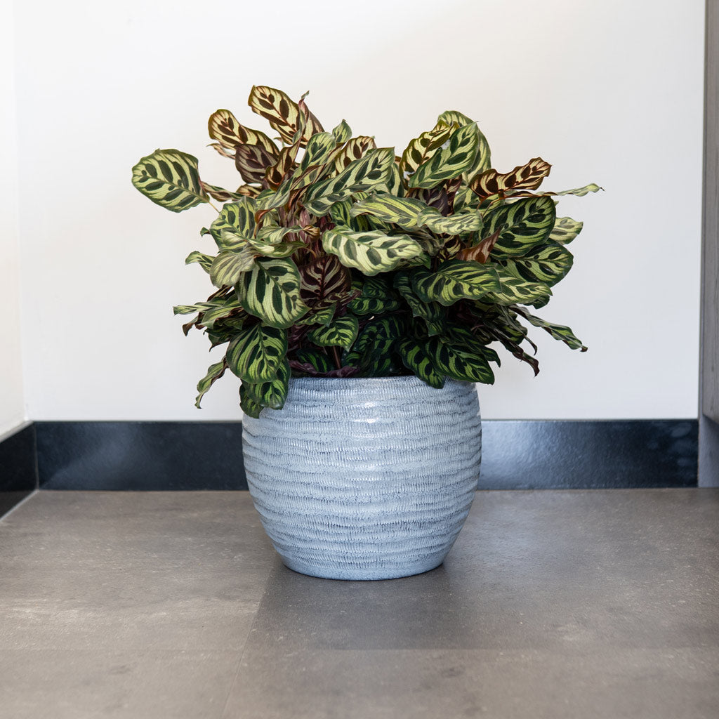 Manuel Plant Pot - Shiny Grey
