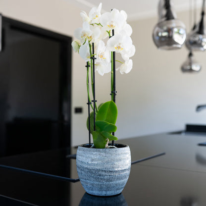 Manuel Plant Pot - Shiny Grey