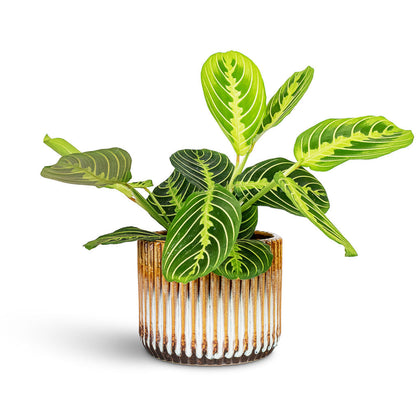 Willow Ribbed Plant Pot - Chocolate