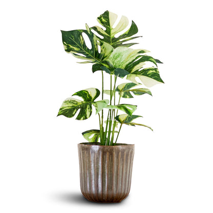 Monstera Bush - Variegated Swiss Cheese Plant - Potted - Artificial