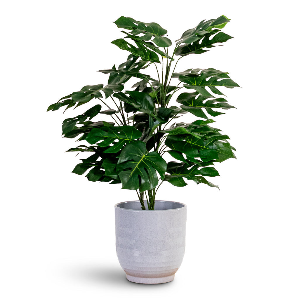Monstera - Bushy Swiss Cheese Plant - Potted - Artificial