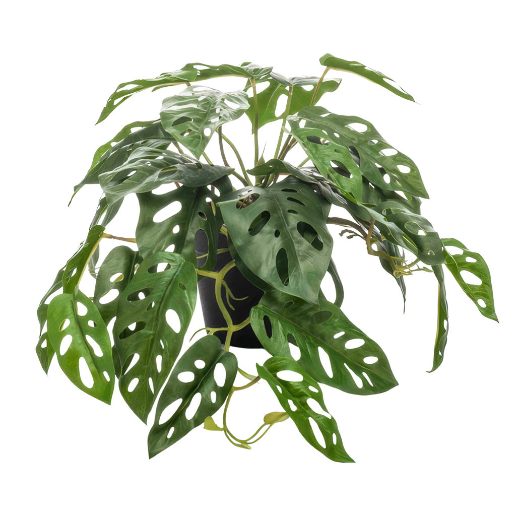 Monstera - Monkey Mask - Potted - Artificial
