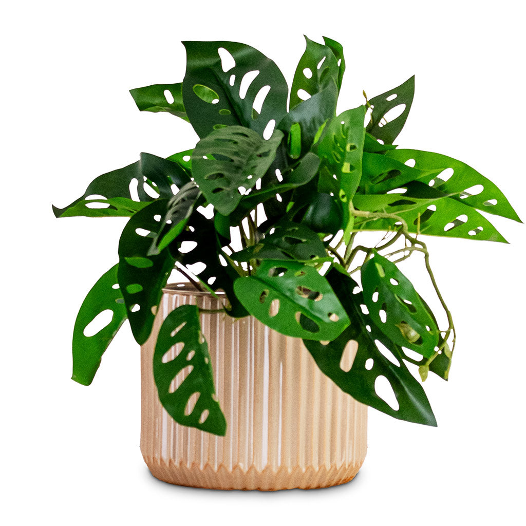 Willow Ribbed Plant Pot - Sepia
