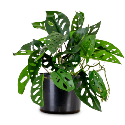 Monstera - Monkey Mask - Potted - Artificial